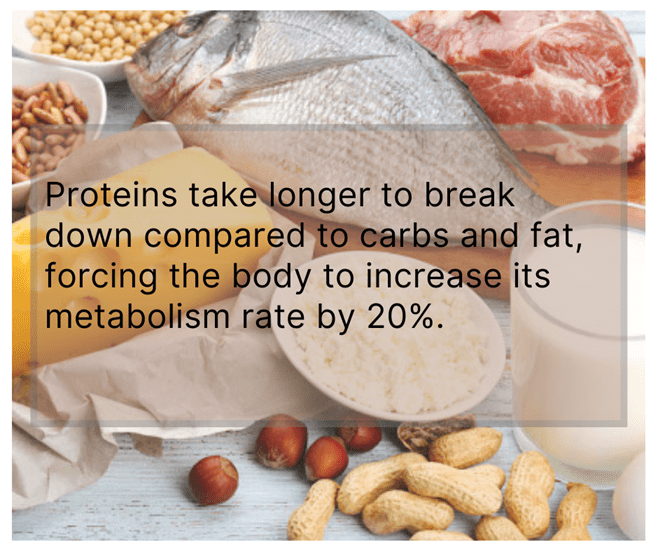 More Proteins in your diet to lose weight