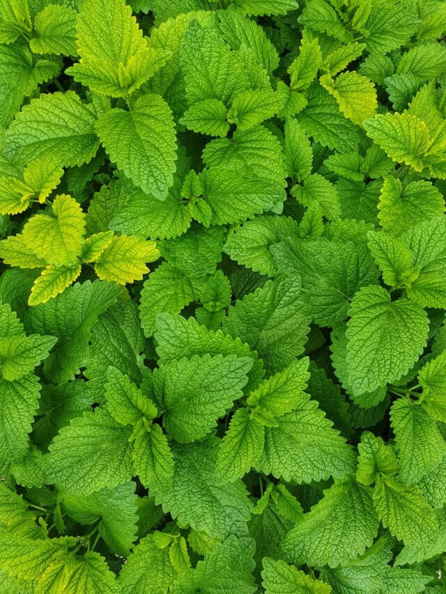 5 Benefits of Mint for Healthy Skin and Hair